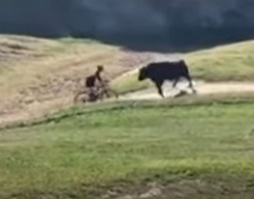 Un toro embiste a un ciclista